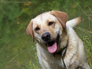 Yellow lab in the field